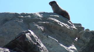 Hoary Marmot or Whistler