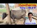 Treatment of hypothermia in a buffalo  vet guru radhe