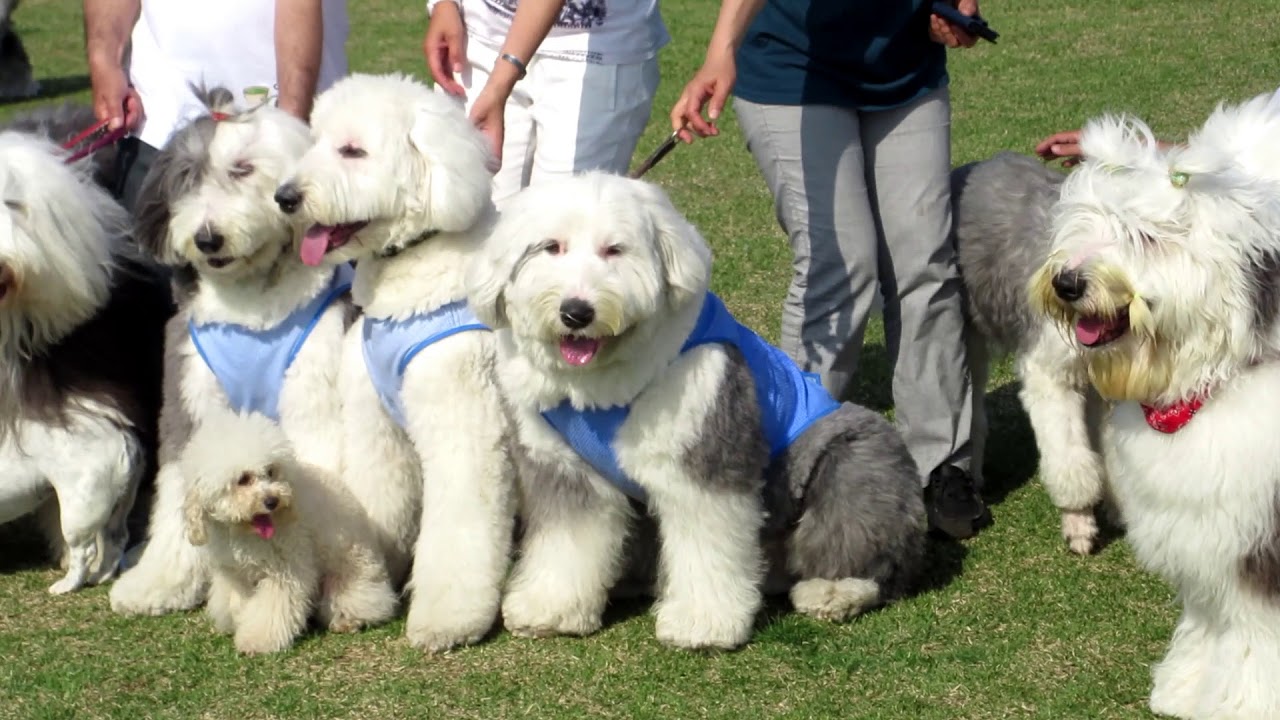 オールドイングリッシュシープドッグ テディベアoff会18 Youtube