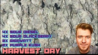 How to grow weed easily harvest day organic Gaia green Aeque genetics spider-farmer
