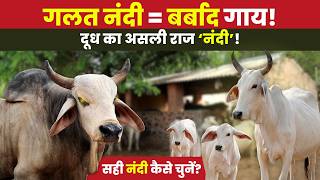 गोशाला में 25 लीटर दूध देने वाली tharparkar गाय! 👍 जानिए कैसे तैयार किया herd 🙏