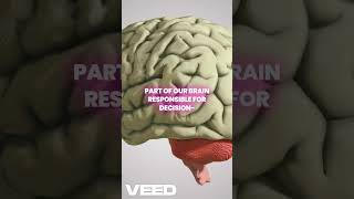 #interestingfacts #factism #reelitfeelit #brainevolution#complexbrain#forkids