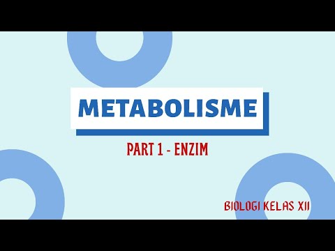 Metabolisme (part 1 - enzim)