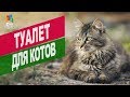 Туалет для котов | Обзор туалет для котов