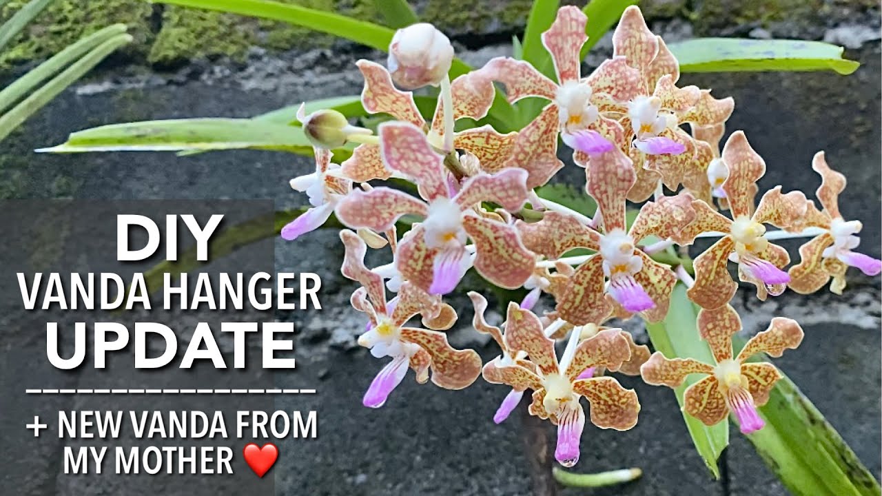 DIY VANDA HANGER UPDATE New Amazing Vanda Orchid From My Mother How