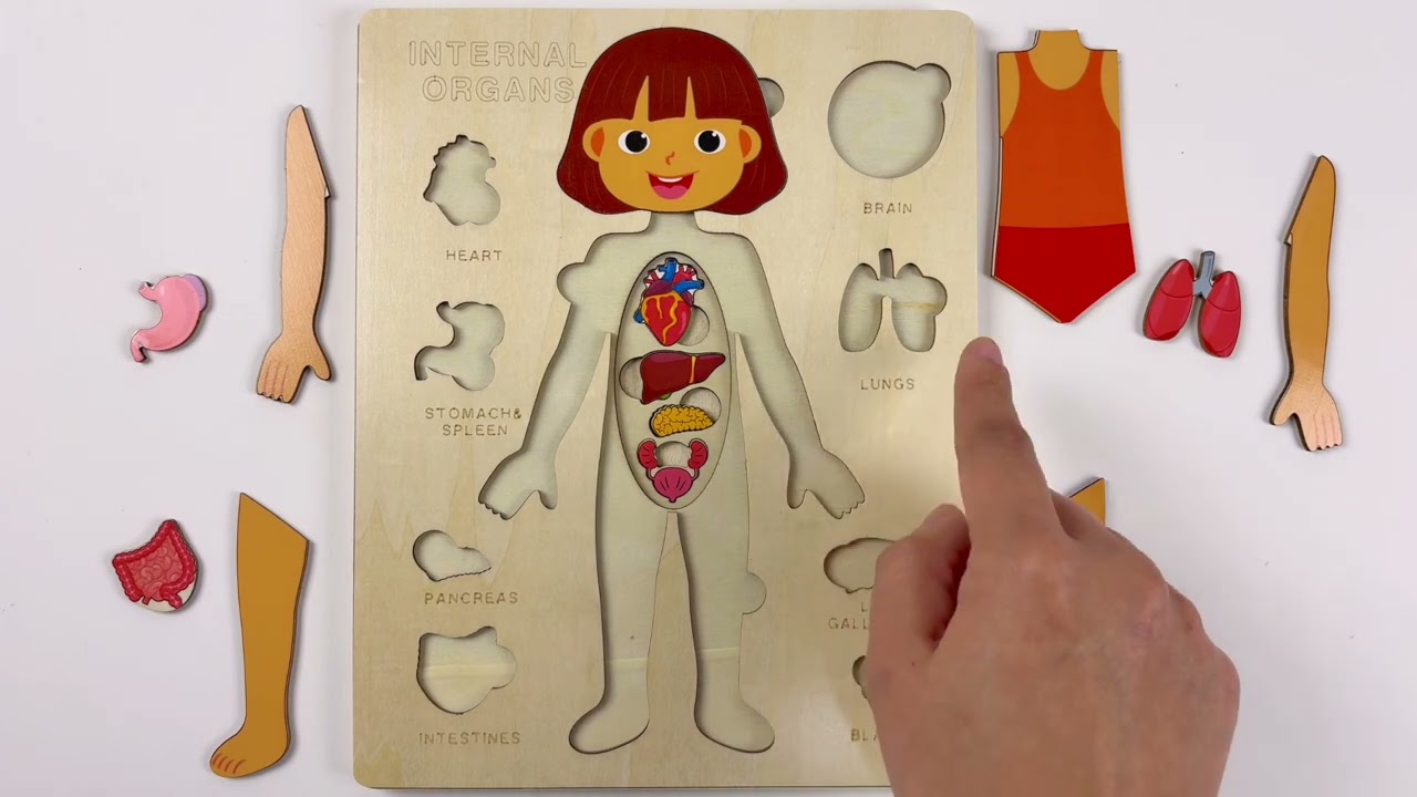 Learn Internal Organs Girl with Puzzle Activity | Human Body Organ Game for Kids,Toddler