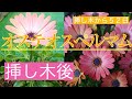 オステオスペルマムの挿木のその後【オステオスペルマム】