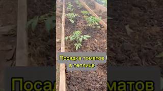Высаживаю томаты в теплицу с умом: мульча, черви, базилик и никакого полива.