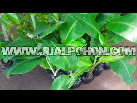 Proses Packing Bibit Pisang Kepok Dan Aneka Macam Bibit Tanaman Buah Berkualitas Super Unggul