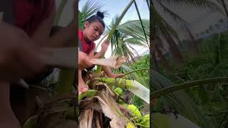 The Secret to Sweet Coconut Wine! 🍷 Traditional Tapping Method 🥥