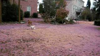 MVI_2188.AVI