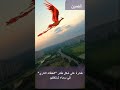 طائرة على شكل طائر العنقاء الناري في سماء شانغكيو