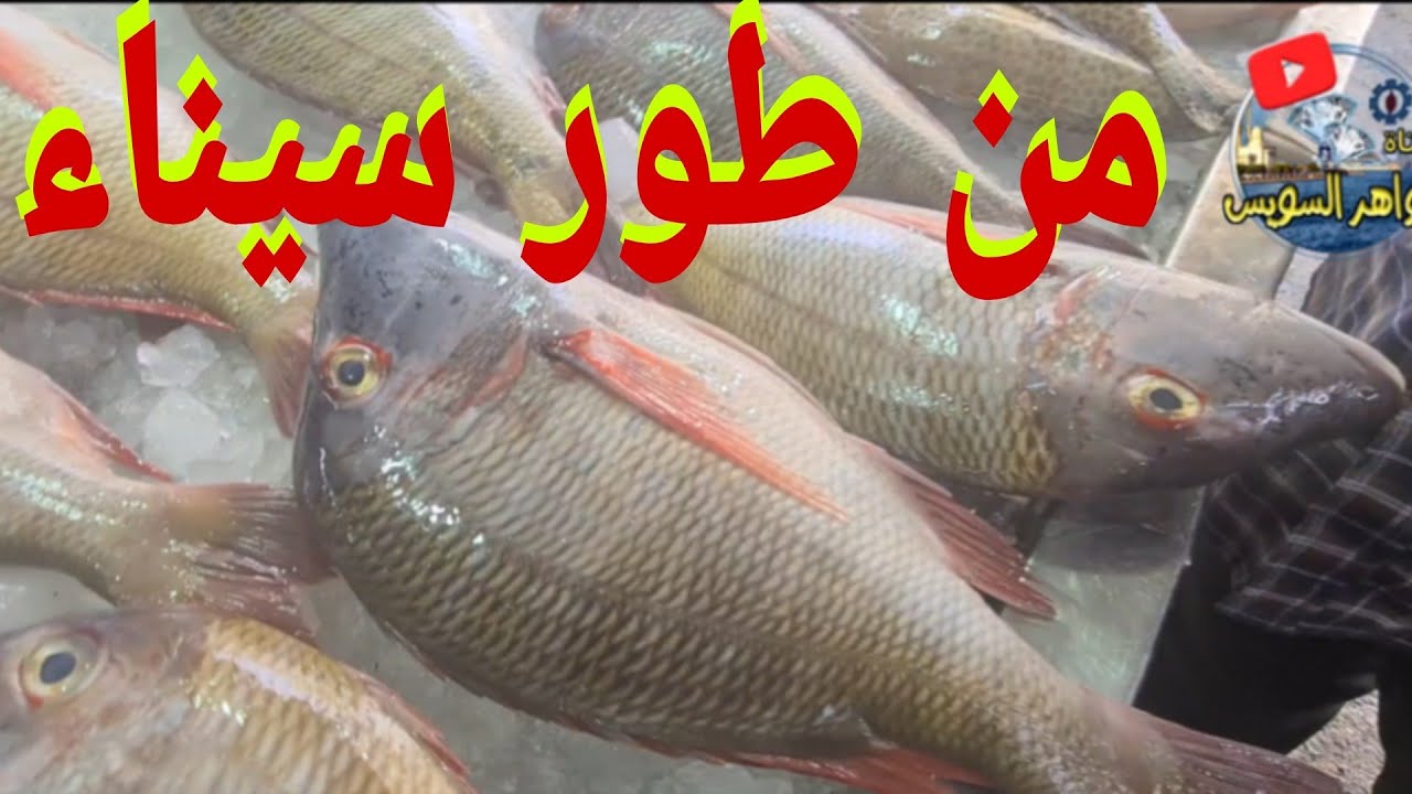 @سمك المحسني 🐠من طور سيناء🌅 الأرض المباركة . ألوان الطيف علامة الجودة 👍. أبو سليم بالأنصاري.