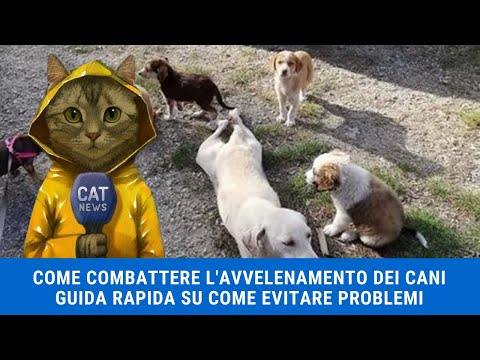 Video: 3 modi per controllare la tigna nei cani