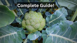 How to Grow Broccoli Successfully Every time!