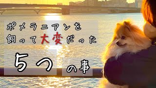 【vlog】正直に話します。ポメラニアンの子犬を飼って大変だった事ベスト5！