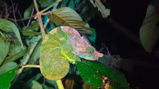 Nocturnal hike to spot chameleon.