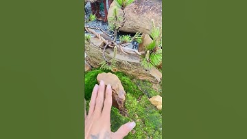 Tiểu Cảnh Cầu Rừng Thông Bonsai Đẹp - Zalo 0936808900 Facebook: Lê Quang Đức - Đức Cây