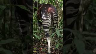 Okapi Facts Why Its Stripes Matter
