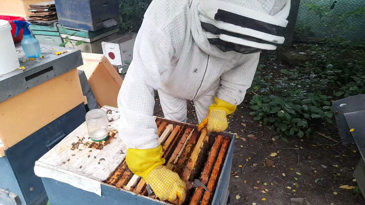 Cresterea reginelor dintr-o carte , PIANA in prezenta reginei .