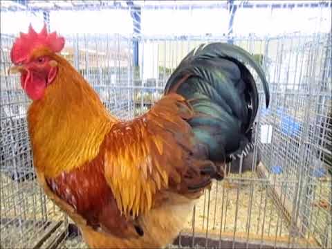 New Hampshire goldbraun, Schwarzwaldschau 2025