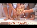激くさ迷い猫のお風呂‼骨と皮の痛々しい体…先住猫とのバトルの行方は!?ガリガリの迷い猫を緊急保護 栄養失調は回復するのか!??