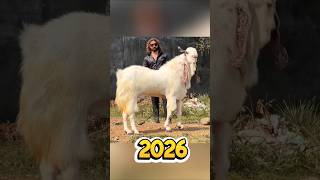 which years goat is best for qurbani write in comment 🔥✨️❤️❤️❤️#cow #qurbani #islamicvideo #mashalla