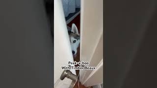 Timber plays peek a boo while he voices his concerns about the whole thing #husky #dog