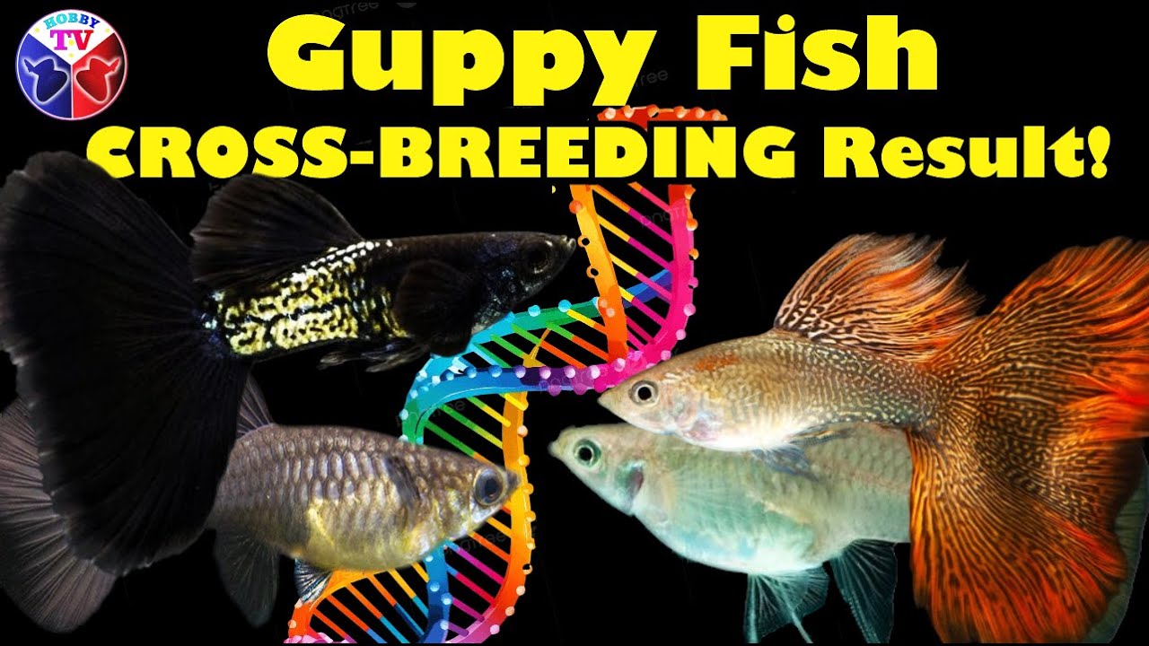 Guppy Fish Cross Breeding | How to Select the Best Guppy Fish Pattern