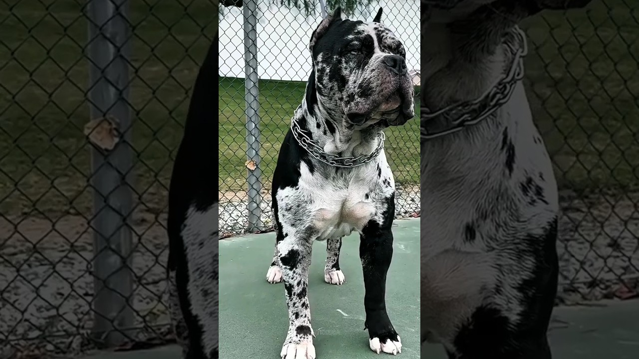 Most Cute Dogs… Until They SNAP 😈 Troll Face