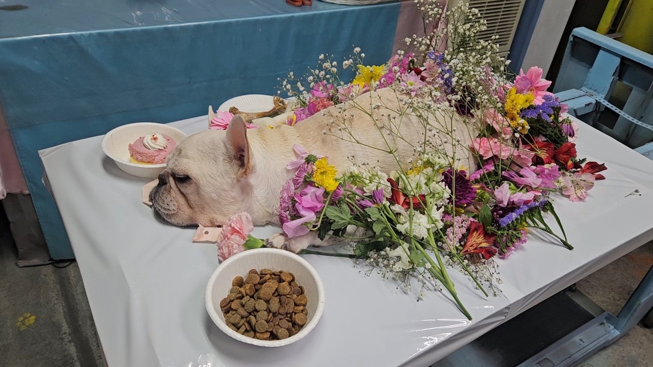 🌈梅(うめ)バァバが虹の橋を渡りました🌈🐶フレンチブルドッグの家族🐶