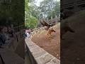 Орёл украл обезьяну #animals #monkey #zoo