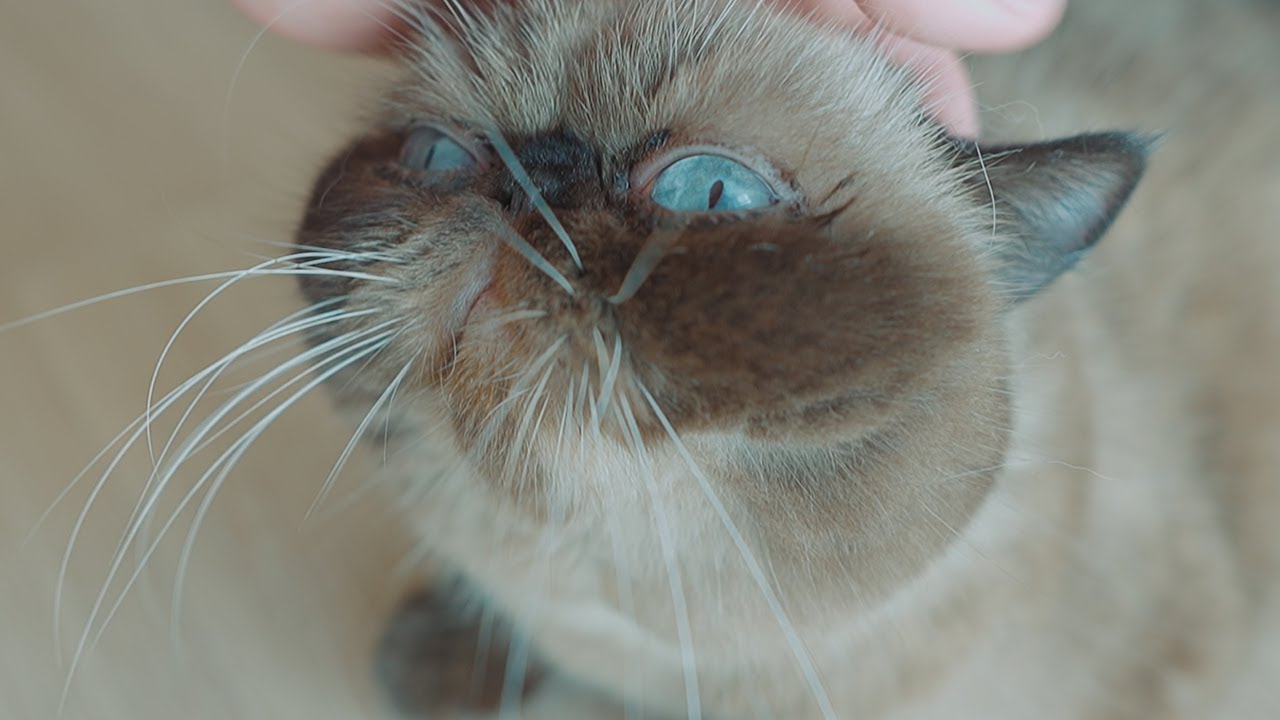 簡単に腹を見せる黒タヌキ