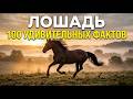 100 НЕВЕРОЯТНЫХ ФАКТОВ О ЛОШАДЯХ, которые вас поразят!