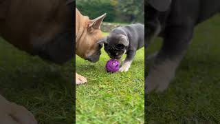The second dog effect 🐾 #dogs #frenchie #frenchbulldogs