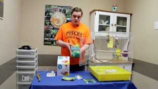 Basic Budgie Set-up & Care