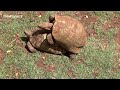 Desert Tortoise Mating | Sony HDR-CX405 Handycam