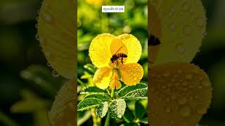 ปลูกเมล็ด EP204 ถั่วบราซิล และ ทรงบาดาล #สร้างจากai #aigenerated #plants #gardening #flowers