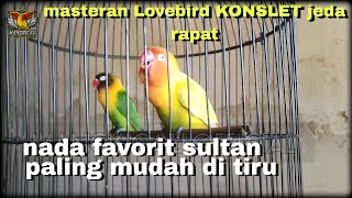 Masteran Lovebird Konslet Paling Mudah Di Tirupangcingan Lovebird Agar Cepat Gacor