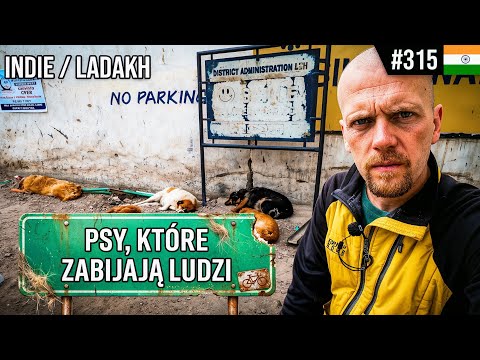 LADAKH: DOGS THAT KILL PEOPLE