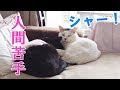 約７年野良猫だった猫を保護したらシャーばかり【福ちゃんの家猫修行記録～半年編】