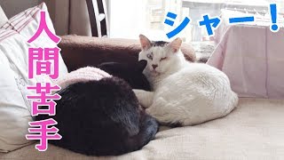 約７年野良猫だった猫を保護したらシャーばかり【福ちゃんの家猫修行記録～半年編】