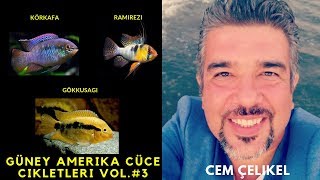 Ameri̇kan Cüce Ci̇klet Seri̇si̇ 3Güney Amerikan Cüce Cikletleri,Türleri,Balık,Akvaryumu,Bakımı,Üretimi