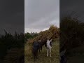 بارکردن گندم بالای خر