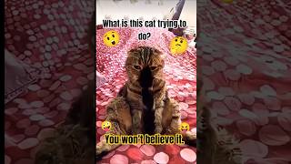 Peak Cat Behavior 😂 #catvideos #funny #shorts #comedy #animals #cute #fails