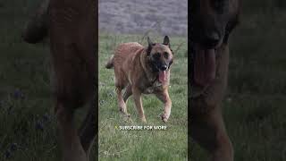 Belgian Malinois #shorts