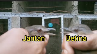 CARA MEMBEDAKAN BURUNG PELANDUK SEMAK JANTAN DAN BETIN