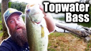 Topwater Bass Fishing In Late Summer! Easier To Catch Than Bluegill