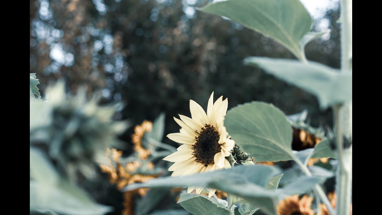 The Arboretum at Penn State University