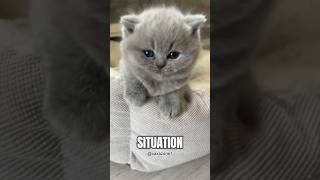 Calmest Cat - British Shorthair